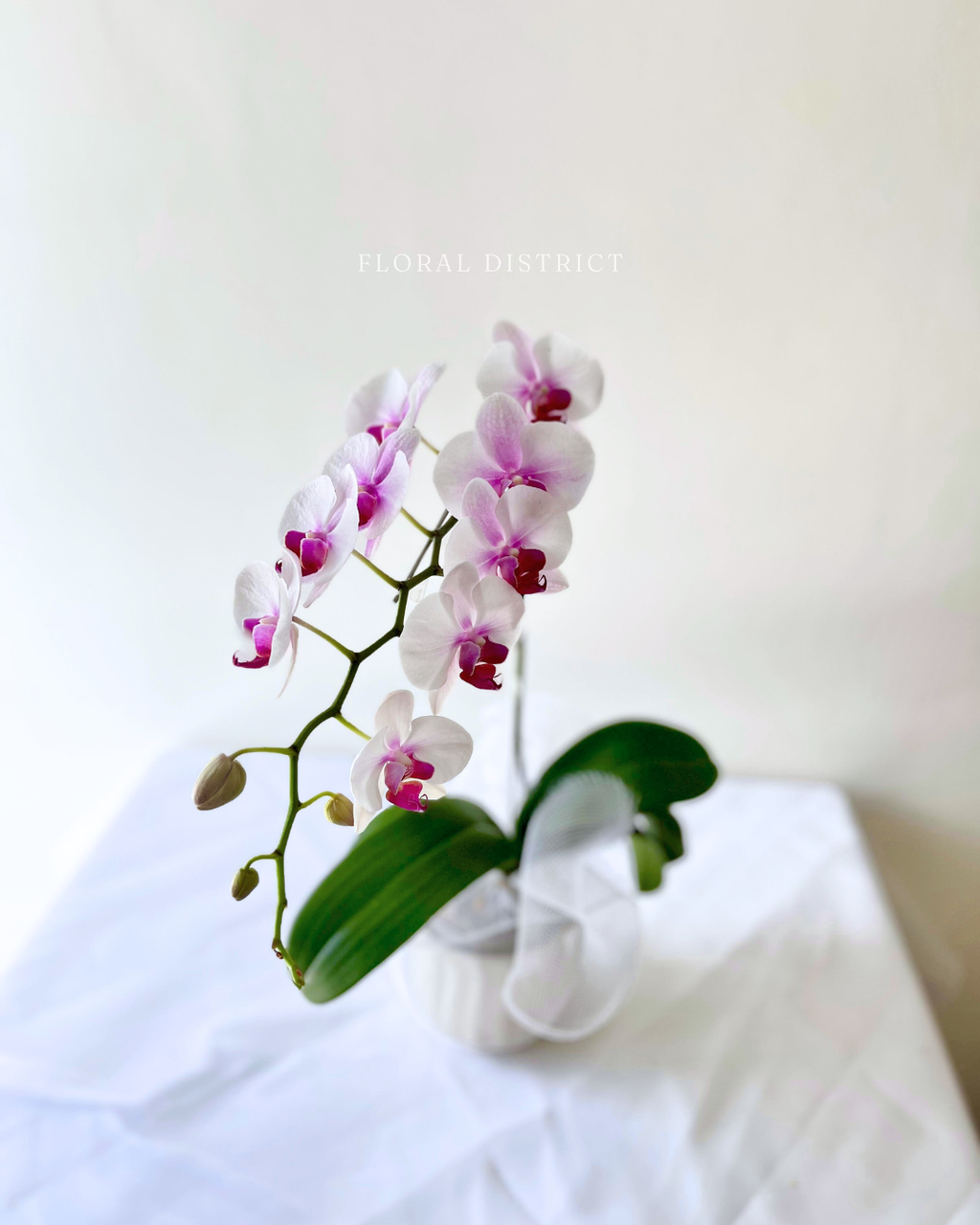 Orchid in Vase