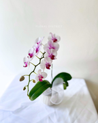 Orchid in Vase