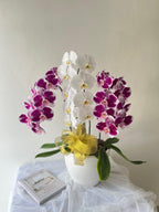 Orchid in Vase
