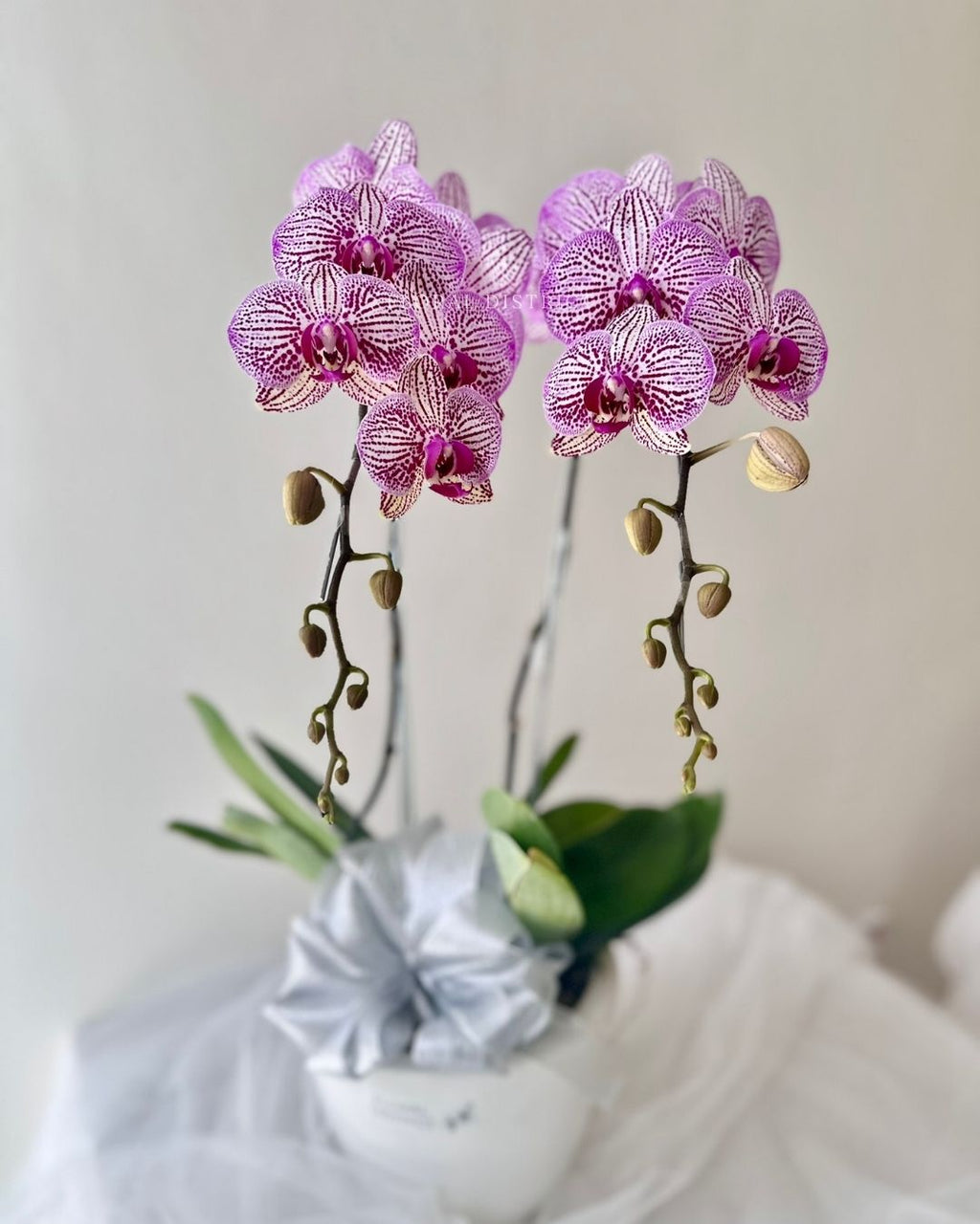 Orchid in Vase