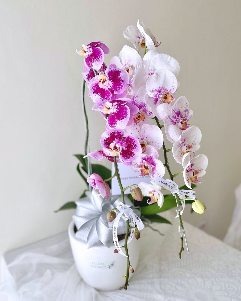 Orchid in Vase