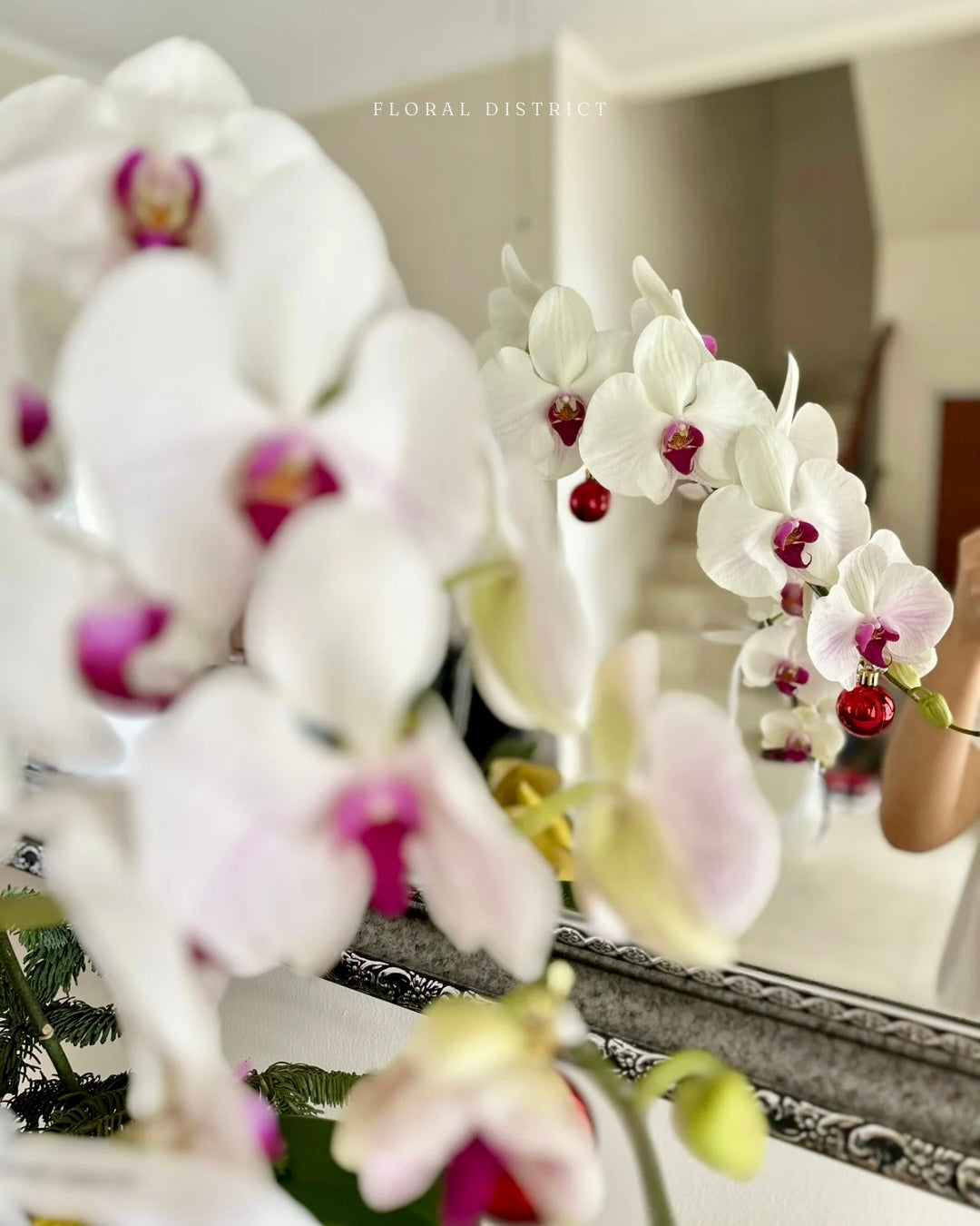 Orchid Noel