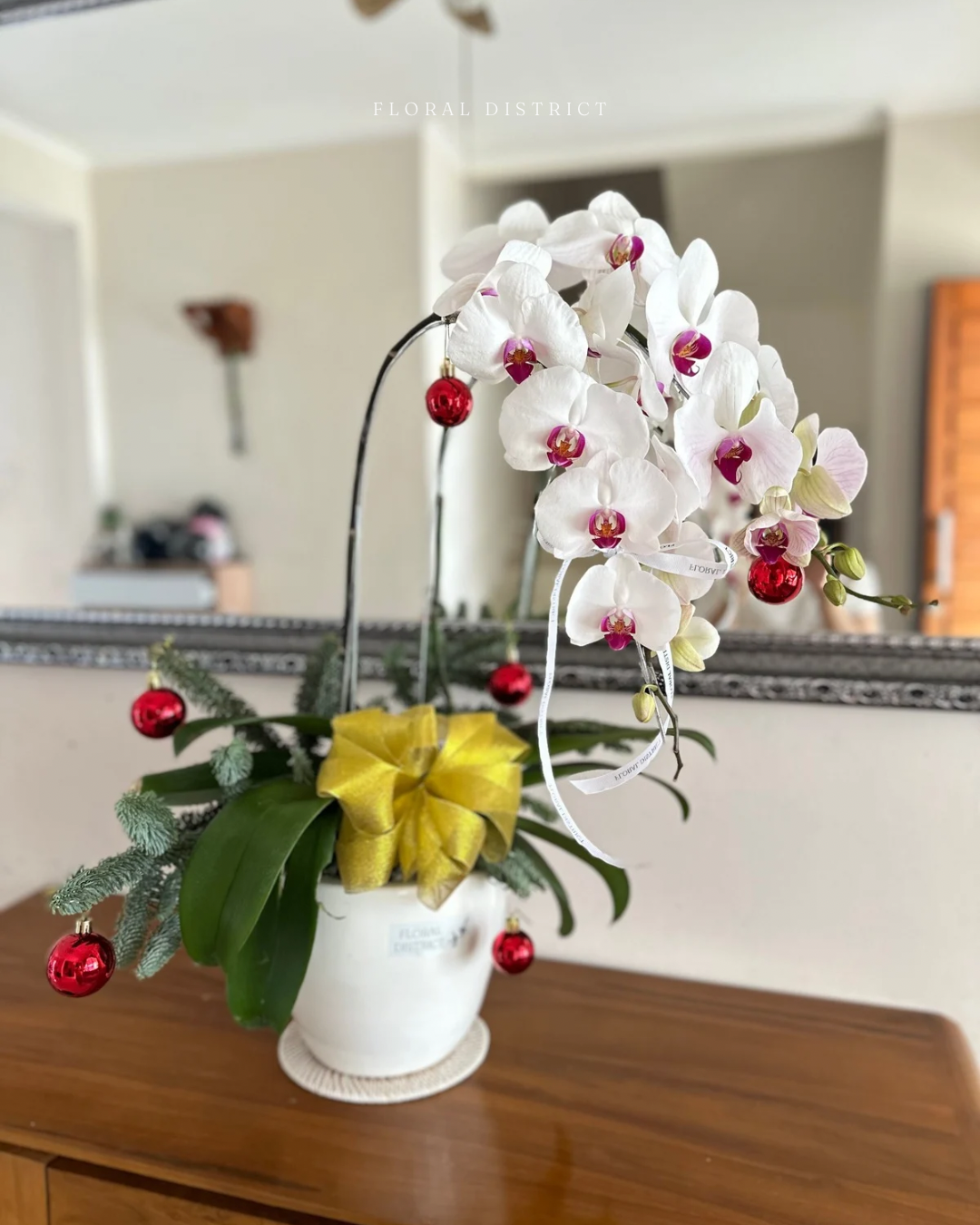 Orchid Noel