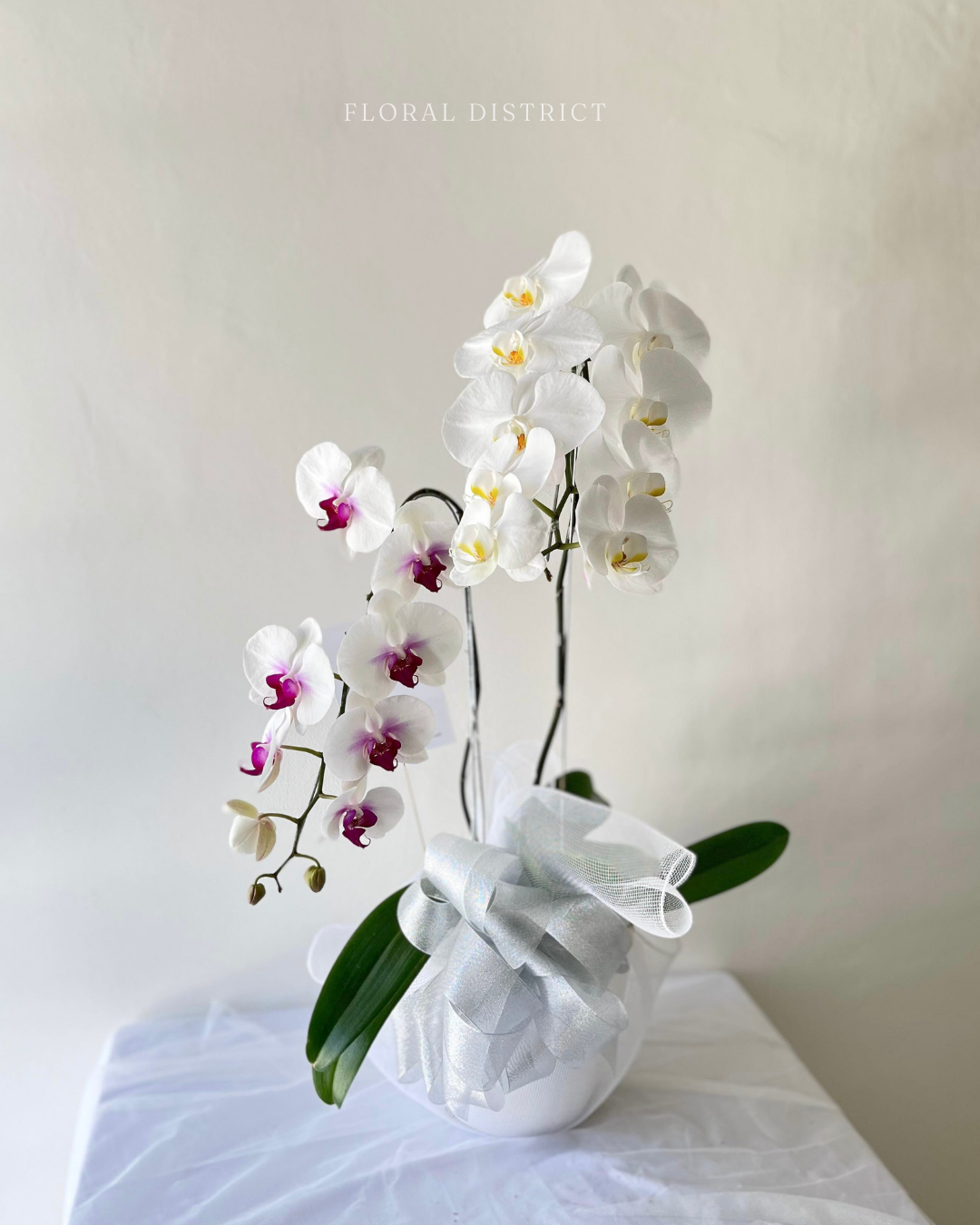 Orchid in Vase