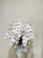 Orchid in Vase
