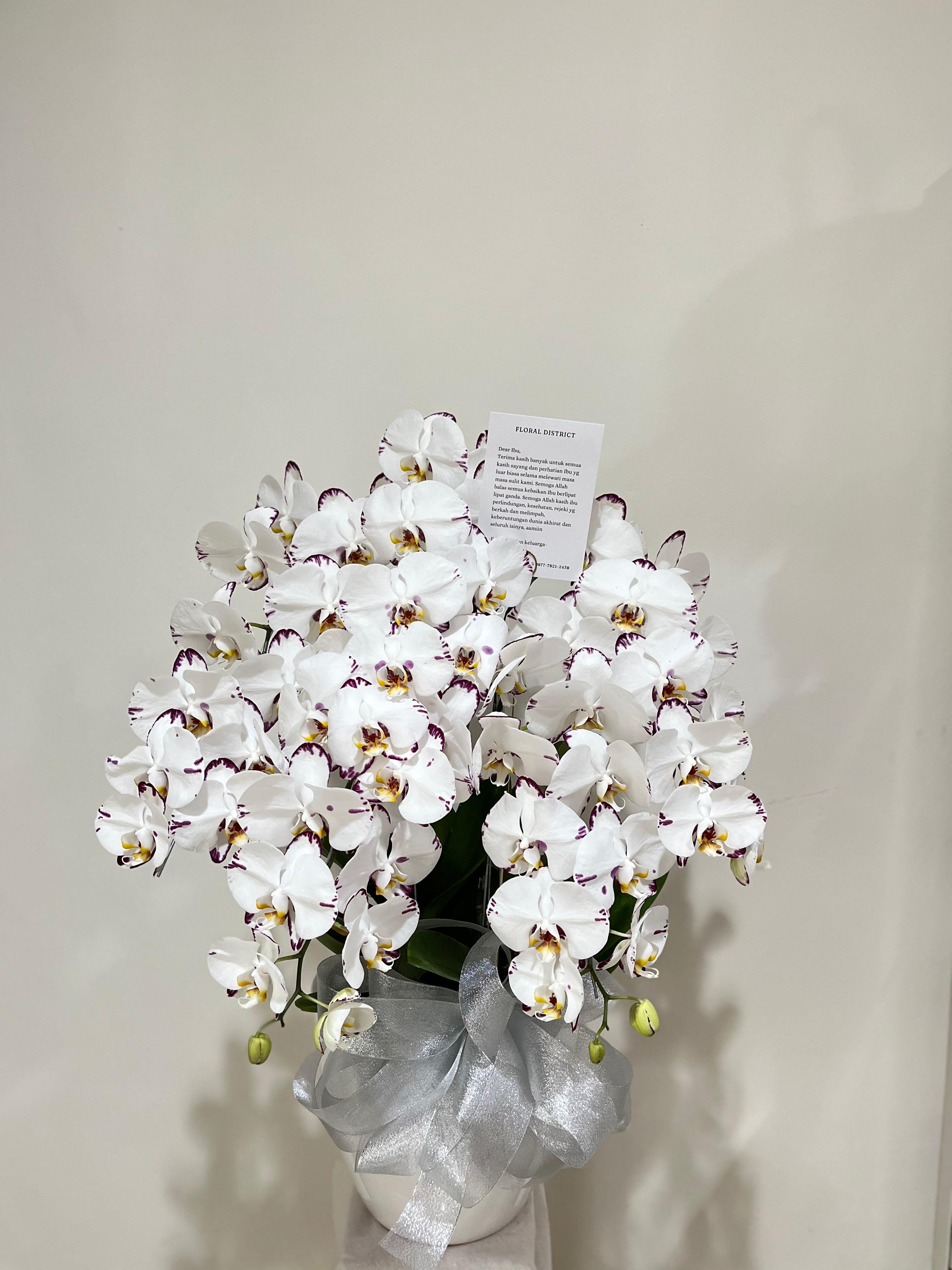 Orchid in Vase